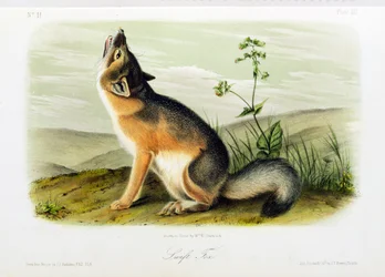 Schnellfuchs, Platte 52 aus 